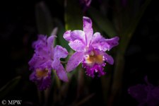 Pink orchid at the Garden of the Sleeping Giant in the Hidden Valley which sits at the foothills of the Nausori Highlands about 10 minutes drive north of Nadi. The garden was originally started by the late Raymond Burr in 1997, known for his characters of Perry Mason and Ironside.